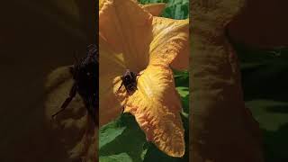 Каменный шмель греется под солнцем🐝🌼☀️ лат Bombus lapidarius Stone bumblebee basking in the sun [upl. by Kerns]