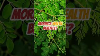 Moringa Health Benefits  Malonggay  kalamonggay  health moringa [upl. by Arvy]