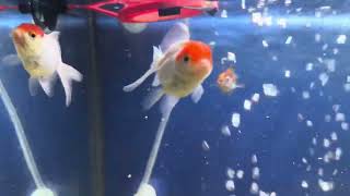 30 Gallon and 20 Gallon Goldfish Tank [upl. by Annoynek844]