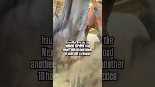 what happens to Americas horses when they arent wanted horse animalrescuer lovehorses [upl. by Balac]