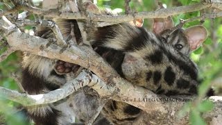 Cute Small Spotted Genet Genetta genetta mother with kittens [upl. by Kizzee]