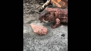 Red tegu Tupinambis rufescens eats meat egg and fruit mix [upl. by Falzetta]