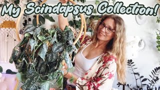 My Scindapsus Collection  Silver Hero Silver Lady Silver Splash houseplants and more [upl. by Nievelt]