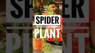 How to grow spider plant from cutting spiderplant spiderplantcare plants thefloraphile shorts [upl. by Grunenwald223]