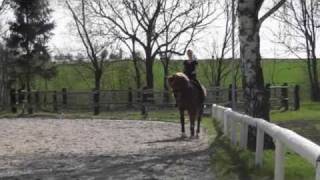 Dressurtraining bei Kristof Tuerlinckx  April 2011 [upl. by Serrell]