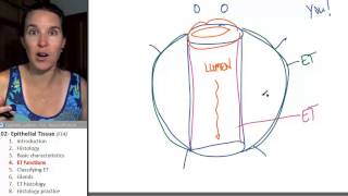 Epithelial tissue 4 Functions [upl. by Idmann]