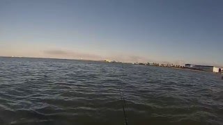 Inshore fishing with DOA shrimp [upl. by Grizelda]