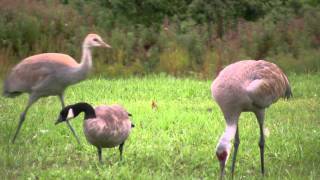 The Goose Who Thinks He is a Sandhill Crane [upl. by Swetiana]