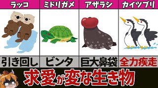 【ヤバすぎ】謎すぎる告白方法！？求愛が変な生き物9選 [upl. by Gibby]