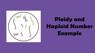 Ploidy and Haploid Number Example [upl. by Jenesia]