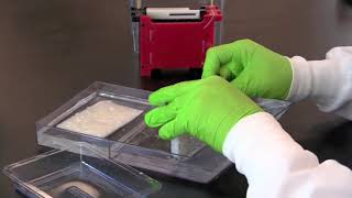 How to Perform a Western Blot [upl. by Dyal]