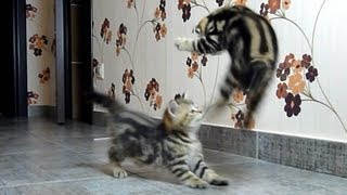 Funny Cats Compilation of fighting dancing and playing Cute Kittens [upl. by Marge]