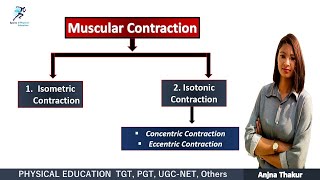 Muscular Contraction  Isometric Contraction Isotonic Contraction [upl. by Sergeant277]