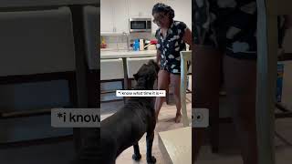 Bane knows not to go in that kitchen 😂😭 raisingbane funnydogvideos funnydogsoftiktok bigdogs [upl. by Naiva]