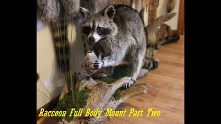 Taxidermy How To Mount A Raccoon Full Body Part Two taxidermy [upl. by Rego]