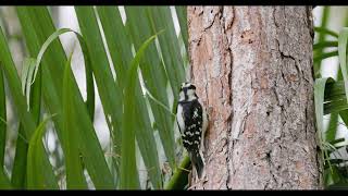 Downy Woodpecker [upl. by Esinahs944]