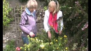 Potentilla var Shrubby Cinquefoil or Buttercup Shrub [upl. by Nalra]