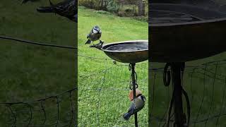 Meisen an der Wassertränke 🐦‍⬛ birdfeeder vogelhaus meisen [upl. by Attenwad352]