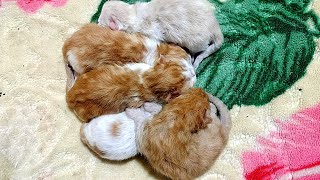 1st day Newborn Kitten Meowing  My Cat Give 5 Beautiful kittens Different Color [upl. by Afatsum]