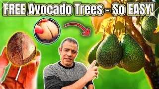 How To Grow An Avocado Tree From Seed  EASY AND FAST [upl. by Veronica]