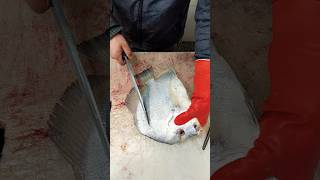 Interesting cut of beautiful fish  small steak cut [upl. by Asillem]