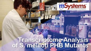 Transcriptome Analysis of S meliloti PHB Mutants  mSystems® [upl. by Rysler]