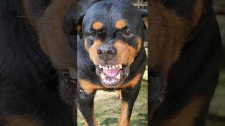 angry dog barking sound angrydog angry rottweiler funny cuteanimal angrypuppy funnyanimal [upl. by Eicnarf]