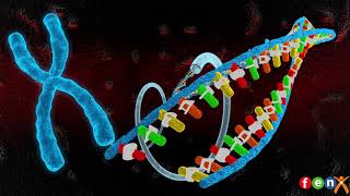 8Sınıf 2ÜniteDNA ve Genetik Kod Hücre Çekirdek Kromozom DNA Gen ve Nükleotid 3D Animasyonu [upl. by Refinnej]