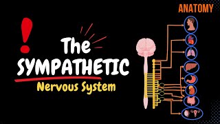 Sympathetic Nervous System Animated Scheme Ganglia Neurons Plexuses [upl. by Nivrehs745]