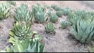 maguey Tobala original de Santa María Sola Oax [upl. by Aimas]