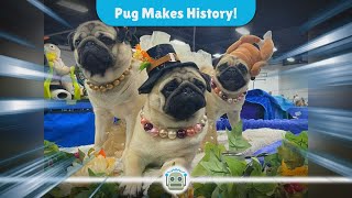 Historic Win for Vito the Pug at the 2024 National Dog Show [upl. by Meingoldas771]