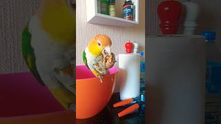 Felixcharotchat chaton parrots miniparrot caiques oiseau  Exotic cats persan 🦜 [upl. by Merritt]