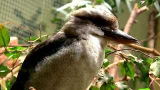 Kookaburra  Kukaburra chichotliwa [upl. by Isbel]