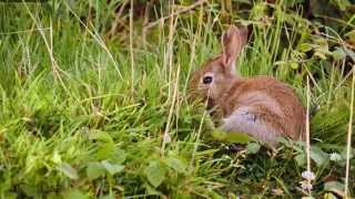 European Rabbit or Common Rabbit Oryctolagus cuniculus  Wildkaninchen 4 [upl. by Selinda]