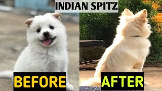 WATCH MY PUPPY GROW  INDIAN SPITZ DOG  Before and After [upl. by Glialentn]