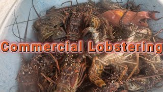 Commercial Lobster Diving in South Florida If its blowing were going [upl. by Notxarb]