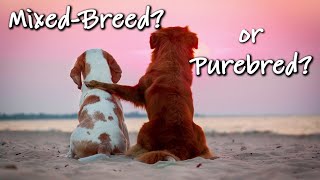 Are Mixed Breed Dogs Healthier Than Purebred Dogs [upl. by Barbi]