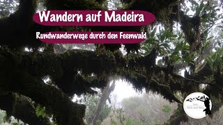 Wandern auf Madeira Im Herzen der Insel  durch den Feenwald  Fanal [upl. by Anyale]