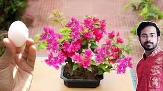 How to Easily make Bonsai Forest  Bougainvillea flower Bonsai for beginners [upl. by Careaga]