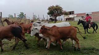 Feria ganadera en Garagoa Boyacá [upl. by Stonwin137]