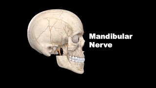 Mandibular Nerve  Live recording of the online class Anatomy mbbs education bds [upl. by Abih413]