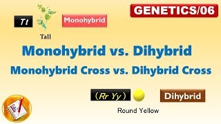 Monohybrid vs Dihybrid Monohyrid Cross vs Dihybrid Cross FLGenetics06 [upl. by Odracer]