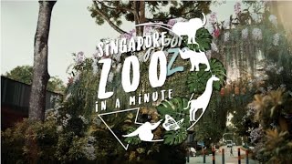 Singapore Zoo — Singapore in a Minute [upl. by Aekim]