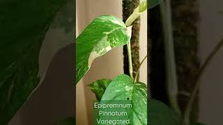 Epipremnum Pinnatum Variegated [upl. by Guglielma]