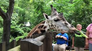 NORTH CAROLINA ZOO ASHEBORO FEEDING GIRAFFES [upl. by Brynn]