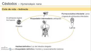 Ciclo de vida 2  Hymenolepis nana [upl. by Atinel61]