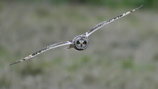 stunning short eared owls 🦉 [upl. by Hazlip]