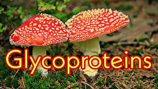 Glycoproteins  Examples amp Functions ll Glycation amp Glycosylation ll Role of mushrooms in immunity [upl. by Rebma]