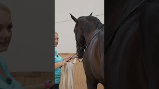 Piaffe in hand 🤝 horse equestrian horseriding horsetraining dressage [upl. by Edras]