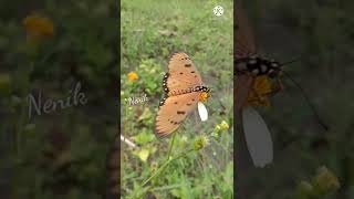 Acraea terpsicore  tawny coster butterfly female betina [upl. by Eicart925]